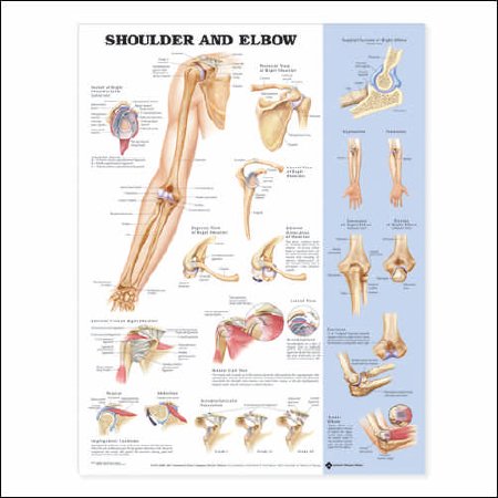 Picture of Anatomical Chart Shoulder and Elbow 20 X 26 Inch Plastic Wall Mount Laminated9781587797552