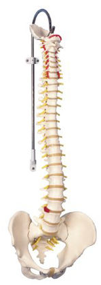 Picture of Classic Flexible Spine Model with Male Pelvis 3B® 6 lbs.12-4529