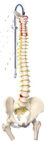 Picture of Flexible Spine with Femur Heads Model 6 lbs.12-4530