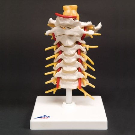 Picture of Flexible Cervical Vertebral Column FEI 7 Inch Height 1 lbs.929429