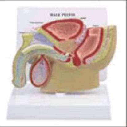 Picture of Pelvis Model Careforde™ Male 1/2 Life-sizeG355