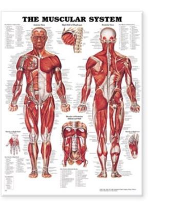 Picture of Anatomical Chart Muscular System 20 X 26 Inch Heavy Paper Grommets Laminated9781587790362