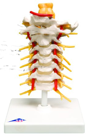 Picture of Cervical Spinal Column Model 2 lbs.12-4539