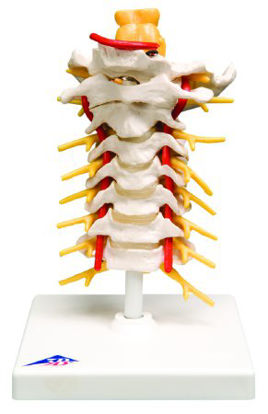 Picture of Cervical Spinal Column Model 2 lbs.12-4539