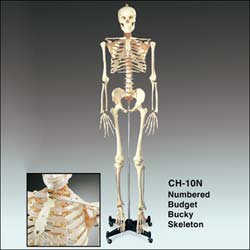 Picture of Numbered Budget Skeleton Model Bucky™ 23 lbs.CH10