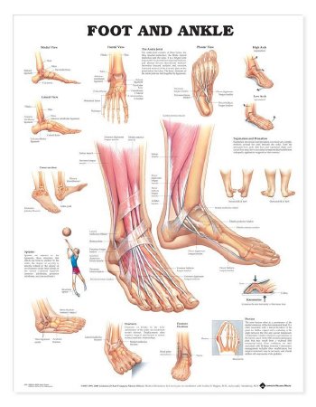 Picture of Anatomical Chart Foot and Ankle 20 X 26 Inch Heavy Paper Grommets Laminated9781587791383