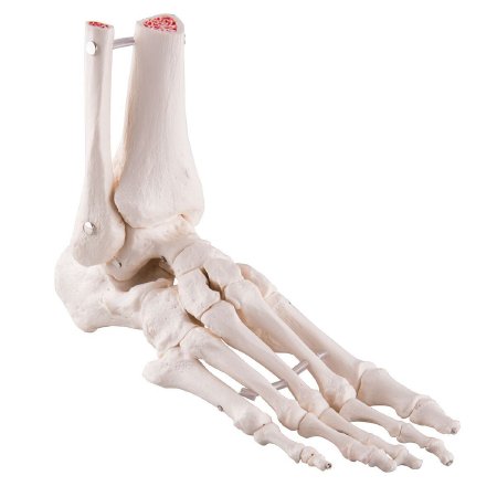 Picture of Loose Bones Right Foot Skeleton with Ankle12-4585BR