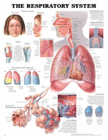 Picture of Anatomical Chart Respiratory System 20 X 26 Inch Plastic Wall Mount Laminated158779053X