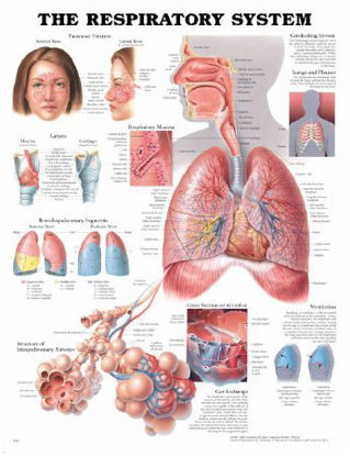 Picture of Anatomical Chart Respiratory System 20 X 26 Inch Plastic Wall Mount Laminated158779053X