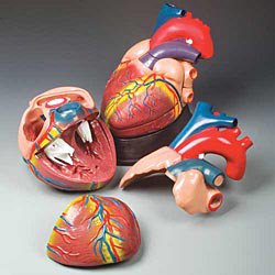 Picture of Budget Jumbo Heart ModelCH3