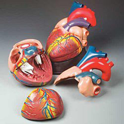 Picture of Budget Jumbo Heart ModelCH3