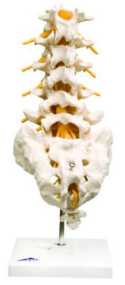 Picture of Lumbar Spinal Column Model 2 lbs.12-4541