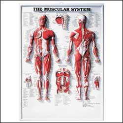 Picture of Anatomical Chart Muscular System 20 X 26 Inch Plastic Wall Mount Laminated1587790351
