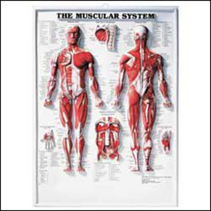 Picture of Anatomical Chart Muscular System 20 X 26 Inch Plastic Wall Mount Laminated1587790351