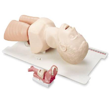 Picture of Airway Management Trainer Laerdal®25000033