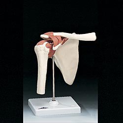 Picture of Functional Shoulder Joint ModelA80