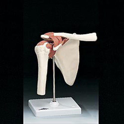 Picture of Functional Shoulder Joint ModelA80