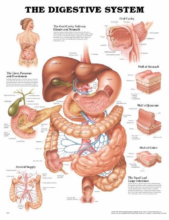 Picture of Anatomical Chart Digestive System 20 X 26 Inch Heavy Paper Laminated9781587790065