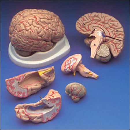 Picture of Brain ModelC20C