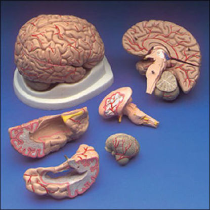 Picture of Brain ModelC20C