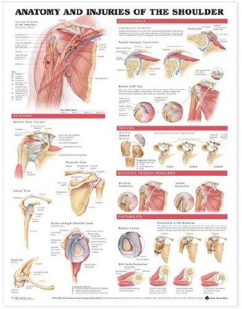 Picture of Anatomical Chart Anatomy and Injuries of the Shoulder1587798077