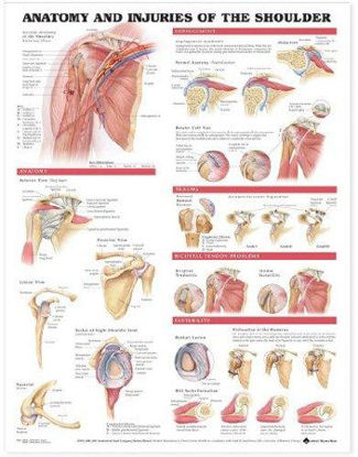 Picture of Anatomical Chart Anatomy and Injuries of the Shoulder1587798077