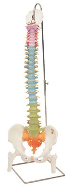 Picture of Flexible Spine Model 6 lbs.12-4537