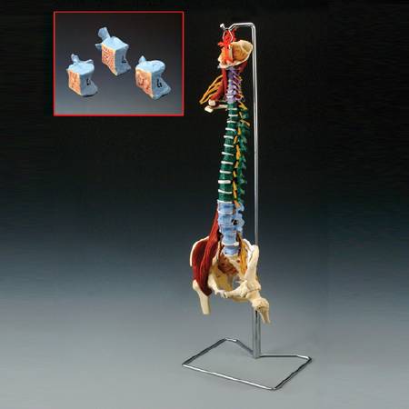 Picture of Muscle Spine ModelCH5900