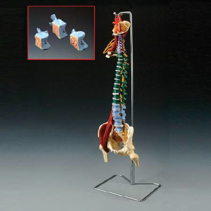Picture of Muscle Spine ModelCH5900