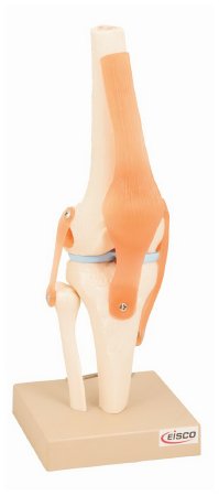 Picture of Human Knee Joint Model EISCO 750 GramS15584