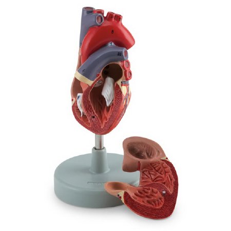 Picture of 2 Part Human Heart Model American 3B Scientific® Life Size 150 lbs.LA00200