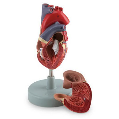 Picture of 2 Part Human Heart Model American 3B Scientific® Life Size 150 lbs.LA00200