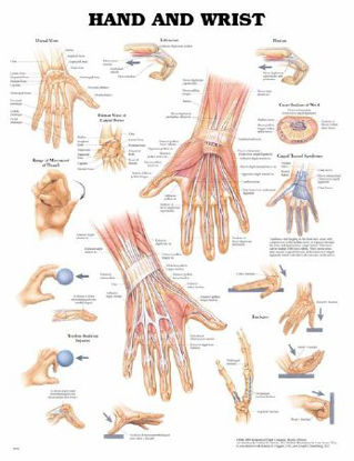 Picture of Anatomical Chart Hand and Wrist 20 X 26 Inch Heavy Paper Grommets Laminated9781587791420