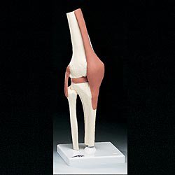 Picture of Functional Knee Joint ModelA82