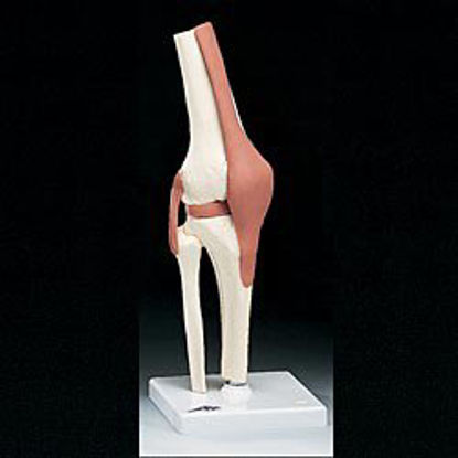 Picture of Functional Knee Joint ModelA82