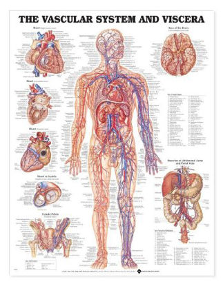 Picture of Anatomical Chart Vascular System 20 X 26 Inch Heavy Paper Grommets Laminated9781587790775