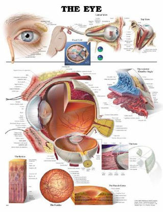 Picture of Anatomical Chart Eye 20 X 26 Inch Heavy Paper Laminated9781587791260