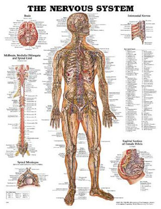 Picture of Anatomical Chart Nervous System 20 X 26 Inch Plastic Wall Mount Laminated1587790440