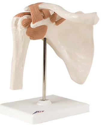 Picture of Functional Shoulder Joint Model 2 lbs.12-4509