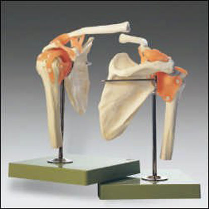 Picture of Functional Shoulder Joint ModelNS-53