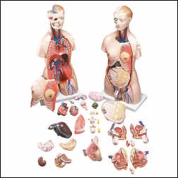 Picture of Budget Functional Francis Torso Model Male / Female InterchangeableCMT32