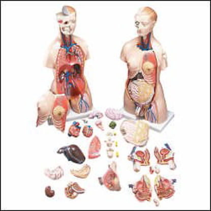 Picture of Budget Functional Francis Torso Model Male / Female InterchangeableCMT32