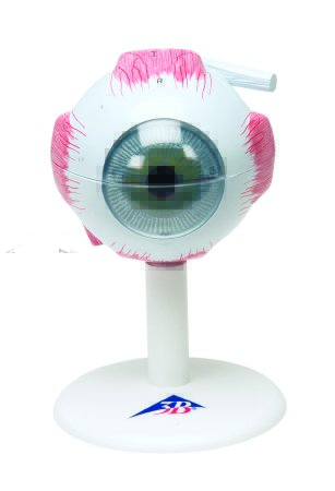 Picture of Human 6-Part Eye Model 3 lbs.12-4563