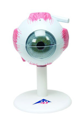 Picture of Human 6-Part Eye Model 3 lbs.12-4563