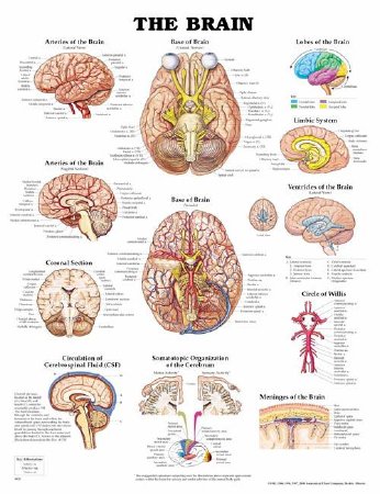 Picture of Anatomical Chart Brain 20 X 26 Inch Plastic Wall Mount Laminated9781587791055