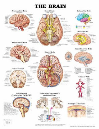 Picture of Anatomical Chart Brain 20 X 26 Inch Plastic Wall Mount Laminated9781587791055
