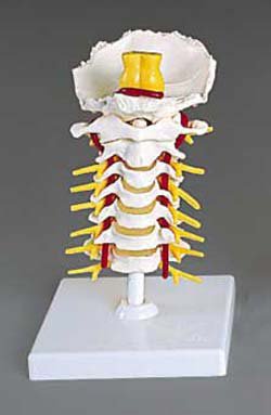 Picture of Cervical Vertebral Column ModelA72