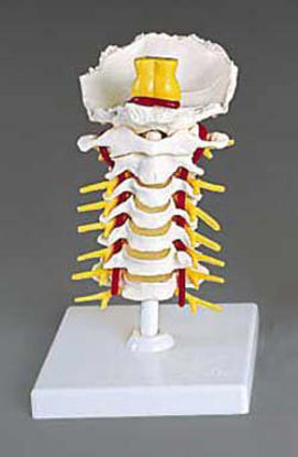 Picture of Cervical Vertebral Column ModelA72