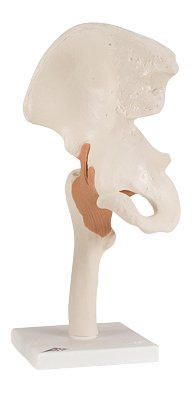 Picture of Functional Hip Joint Model 4 lbs.12-4510