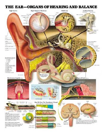 Picture of Anatomical Chart Ear -Organs of Hearing and Balance 20 X 26 Inch Plastic Wall Mount Laminated9781587791208